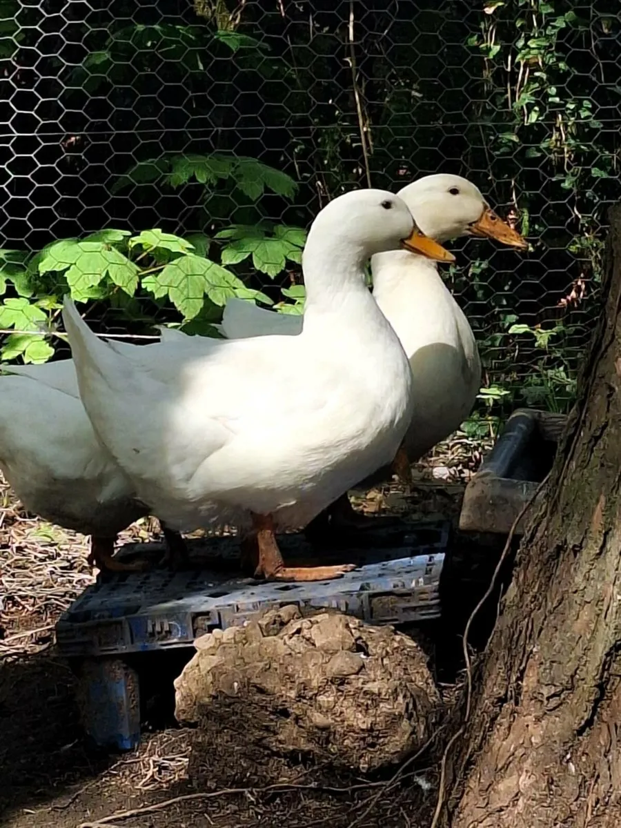 Duck eggs/ khaki campbell duckling - Image 4
