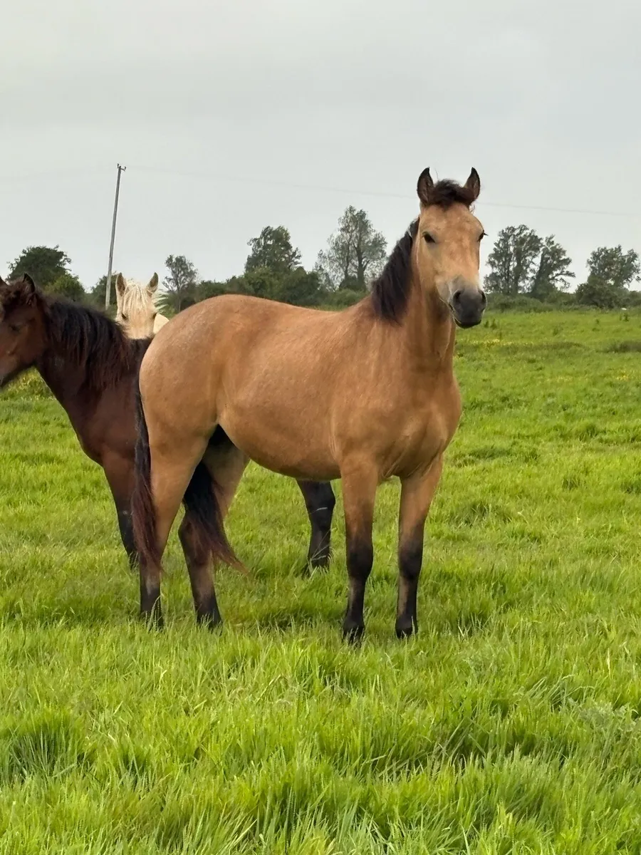 Dun Filly. - Image 1