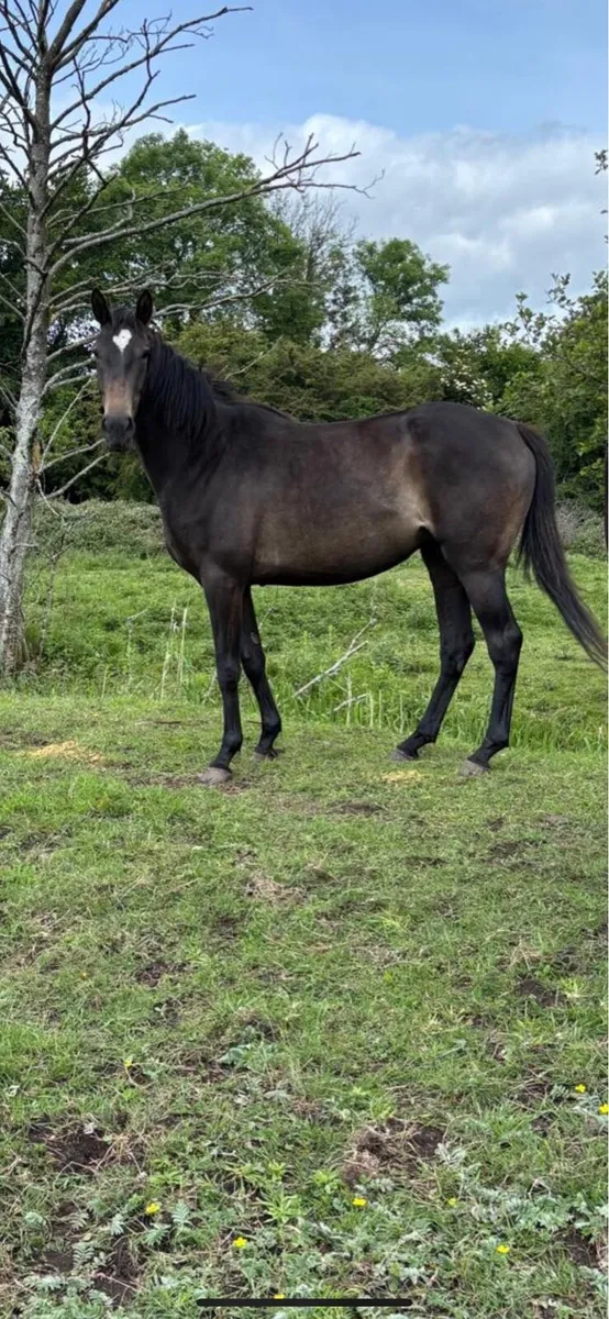 3 Year Old ISH Filly For Sale - Image 1