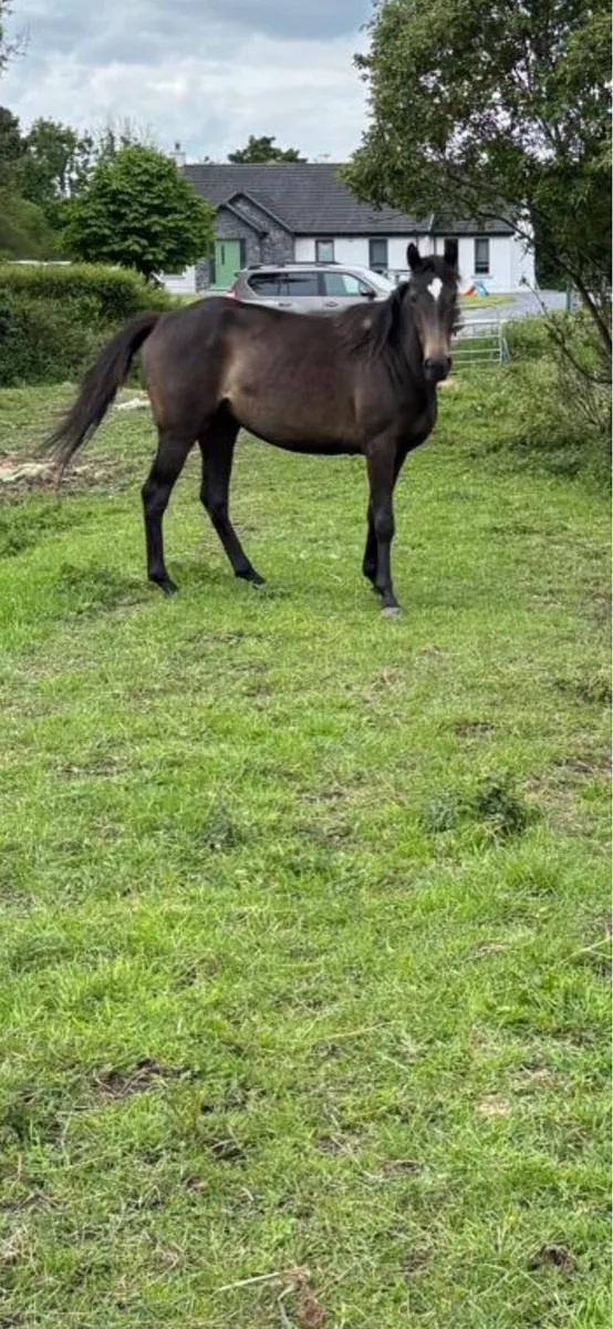 3 Year Old ISH Filly For Sale - Image 2