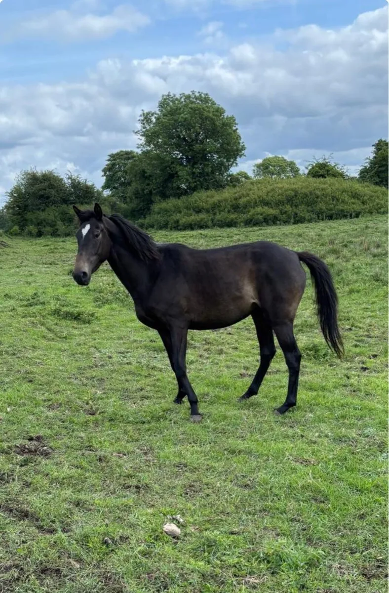 3 Year Old ISH Filly For Sale - Image 3