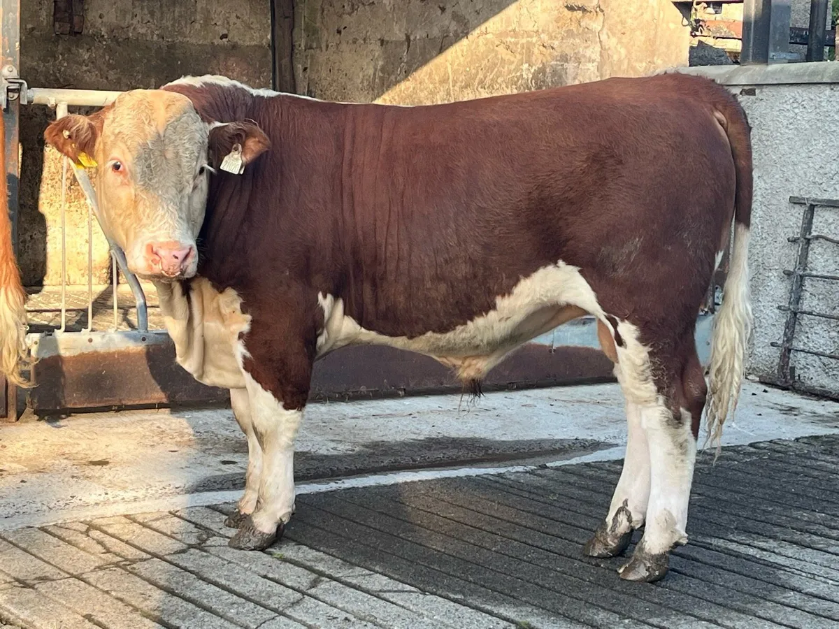 Hereford bull