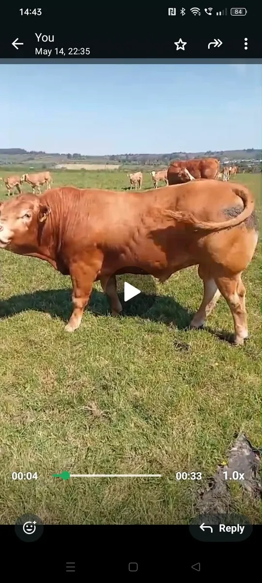 PB Limousine Bull for sale - Image 2