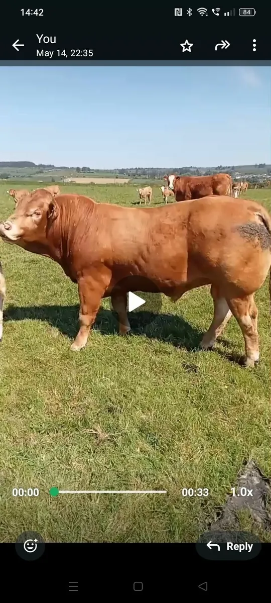 PB Limousine Bull for sale - Image 3