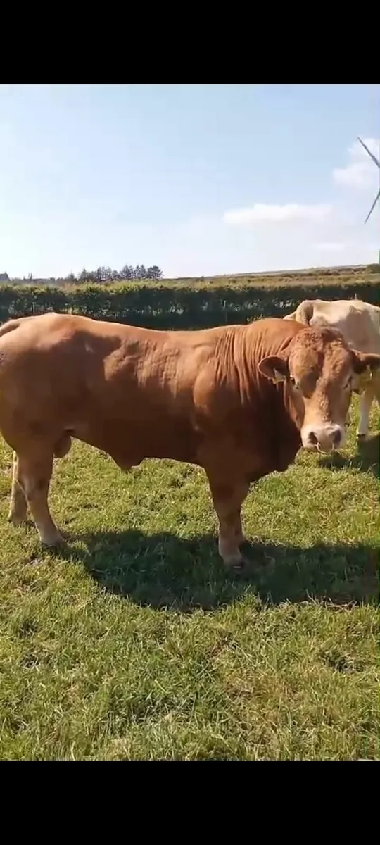PB Limousine Bull for sale - Image 1