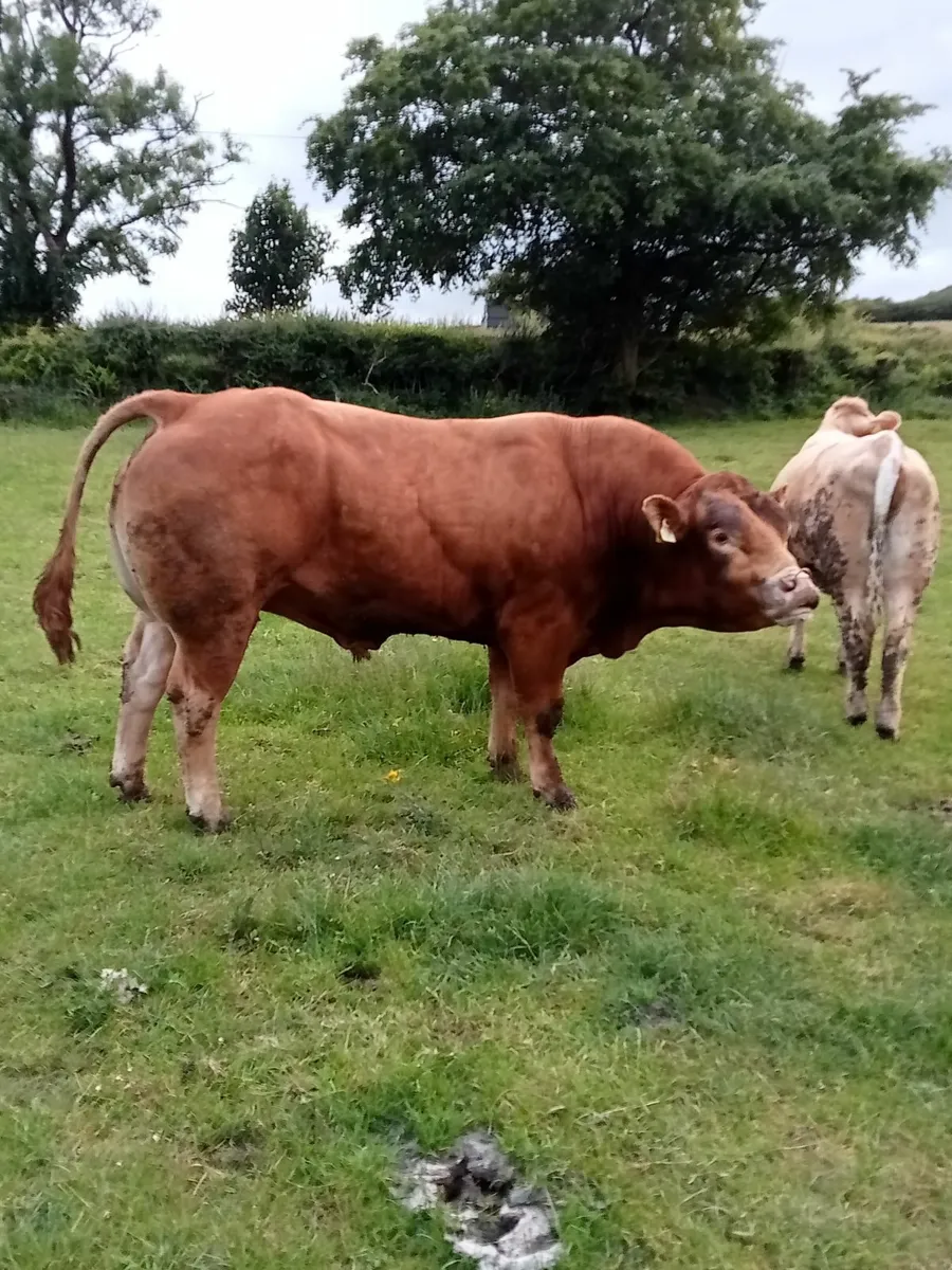 PB Limousine Bull for sale - Image 4
