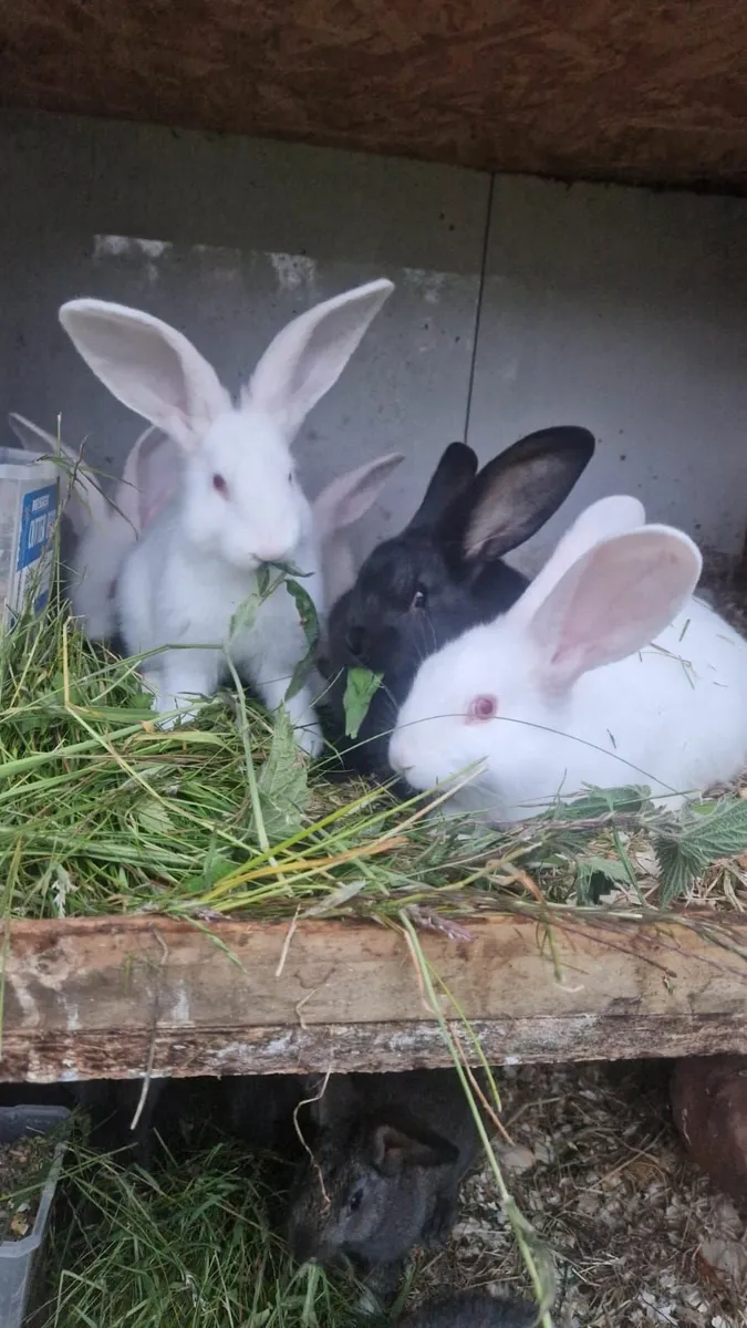 Flemish Giant Rabbits - Image 1