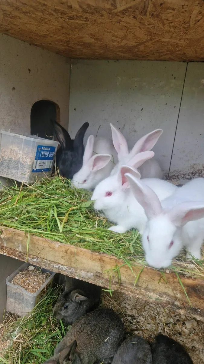 Flemish Giant Rabbits - Image 2