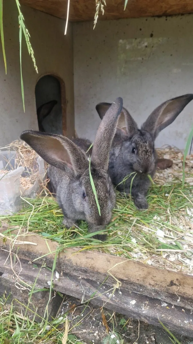 Flemish Giant Rabbits - Image 3