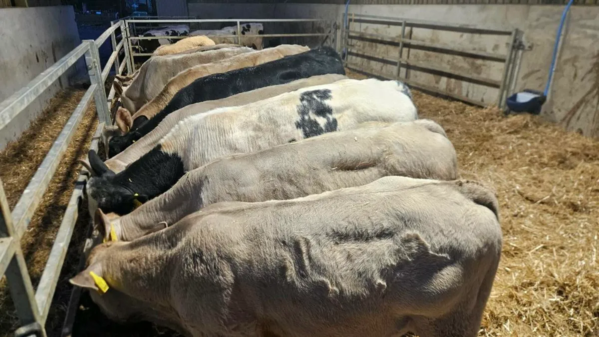 Charolais Bulls - Image 2