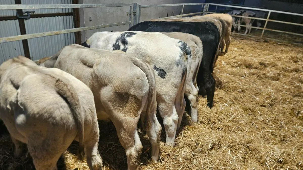 Charolais Bulls - Image 3