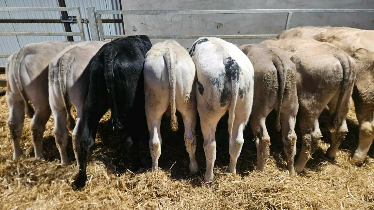 Charolais Bulls - Image 4