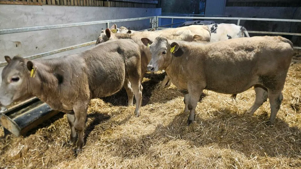 Charolais Bulls - Image 1