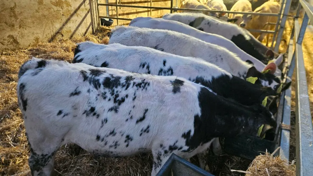 Charolais & Blue Bulls - Image 2