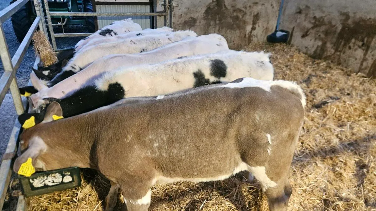 Charolais & Blue Bulls - Image 3