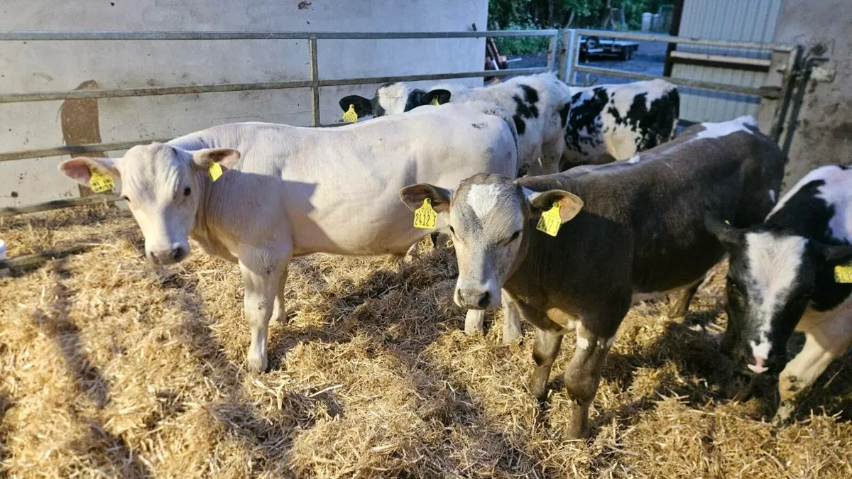 Charolais & Blue Bulls - Image 1