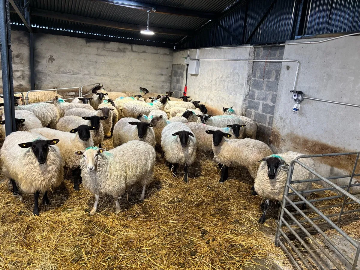 Suffolk Hogget Ewes - Image 1