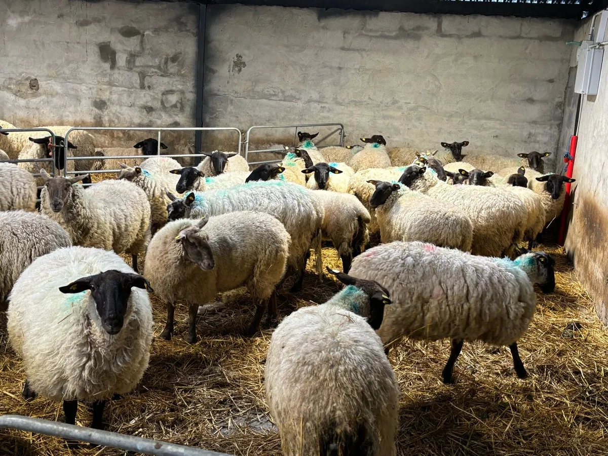 Suffolk Hogget Ewes - Image 2