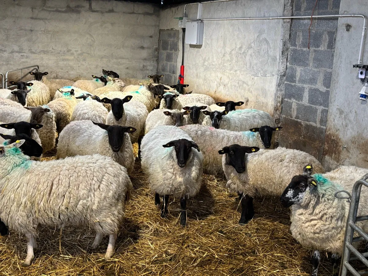 Suffolk Hogget Ewes - Image 3