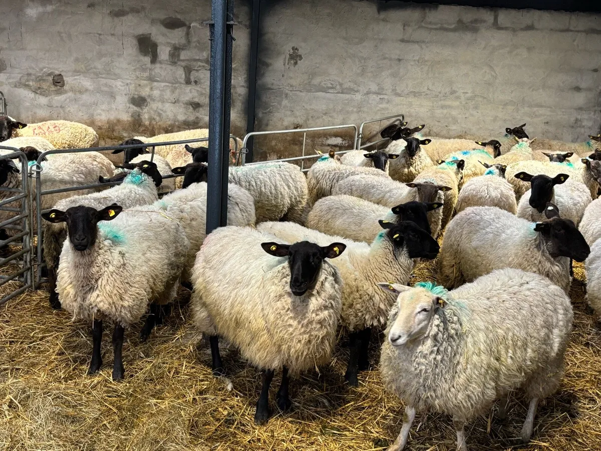 Suffolk Hogget Ewes - Image 4