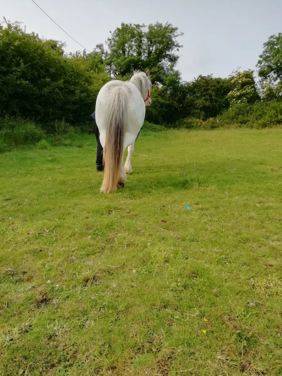 Filly - Image 2