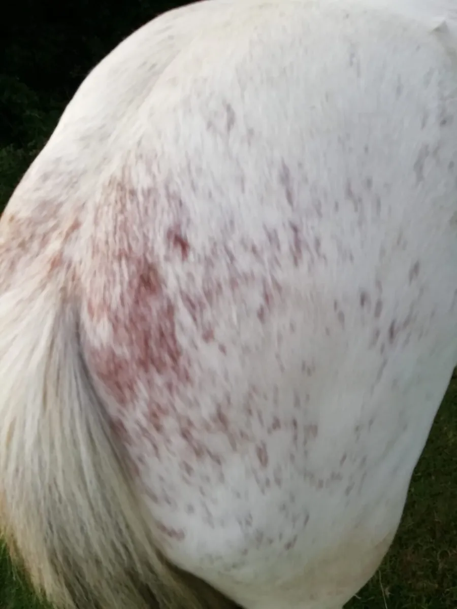 Filly - Image 3