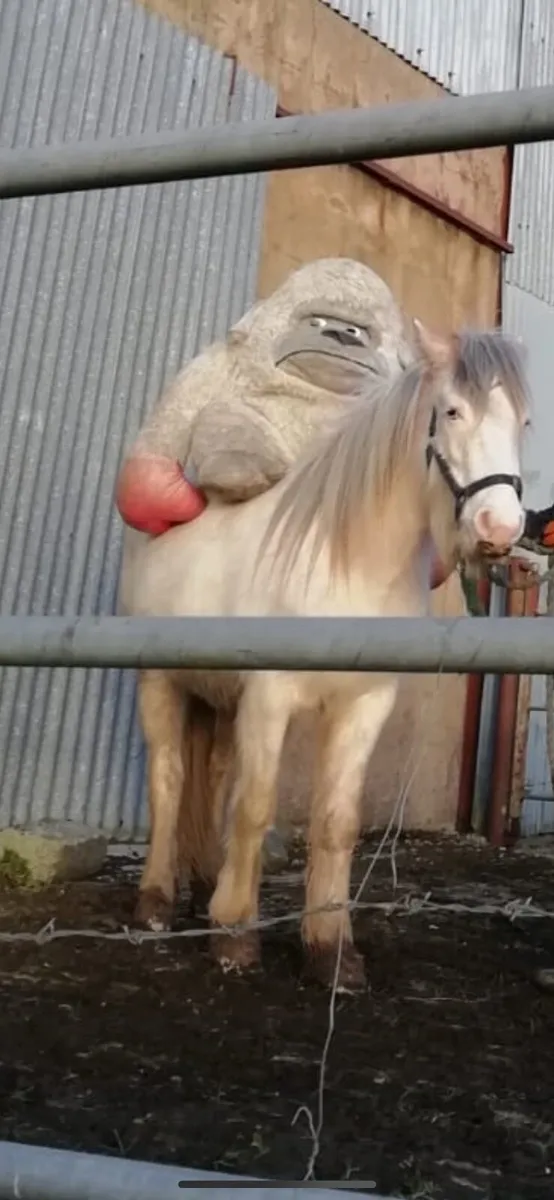 Filly - Image 1