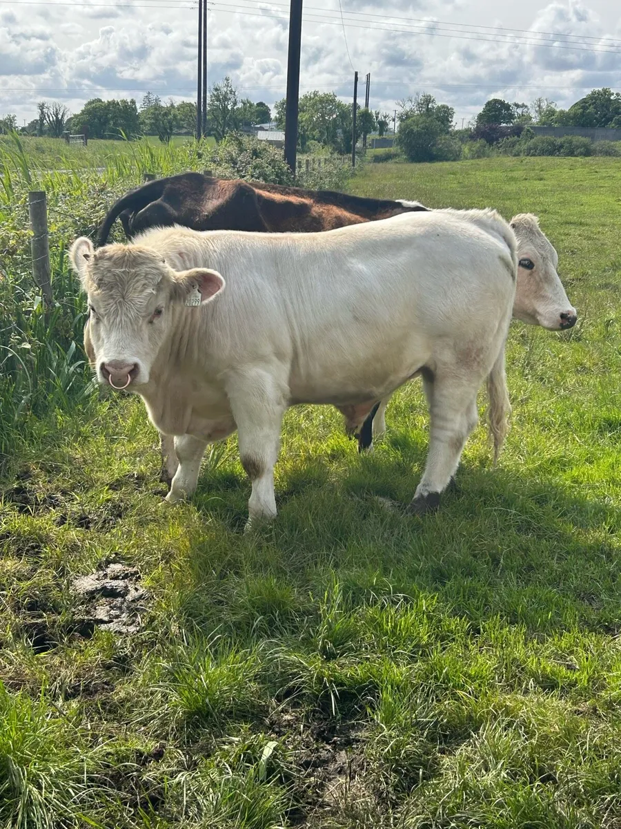 PBR Charolais bull - Image 1