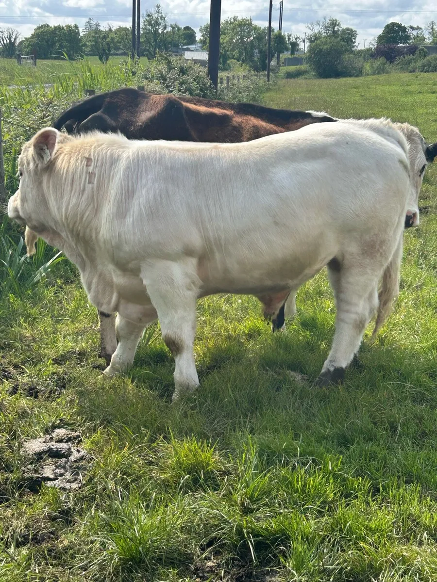 PBR Charolais bull - Image 2