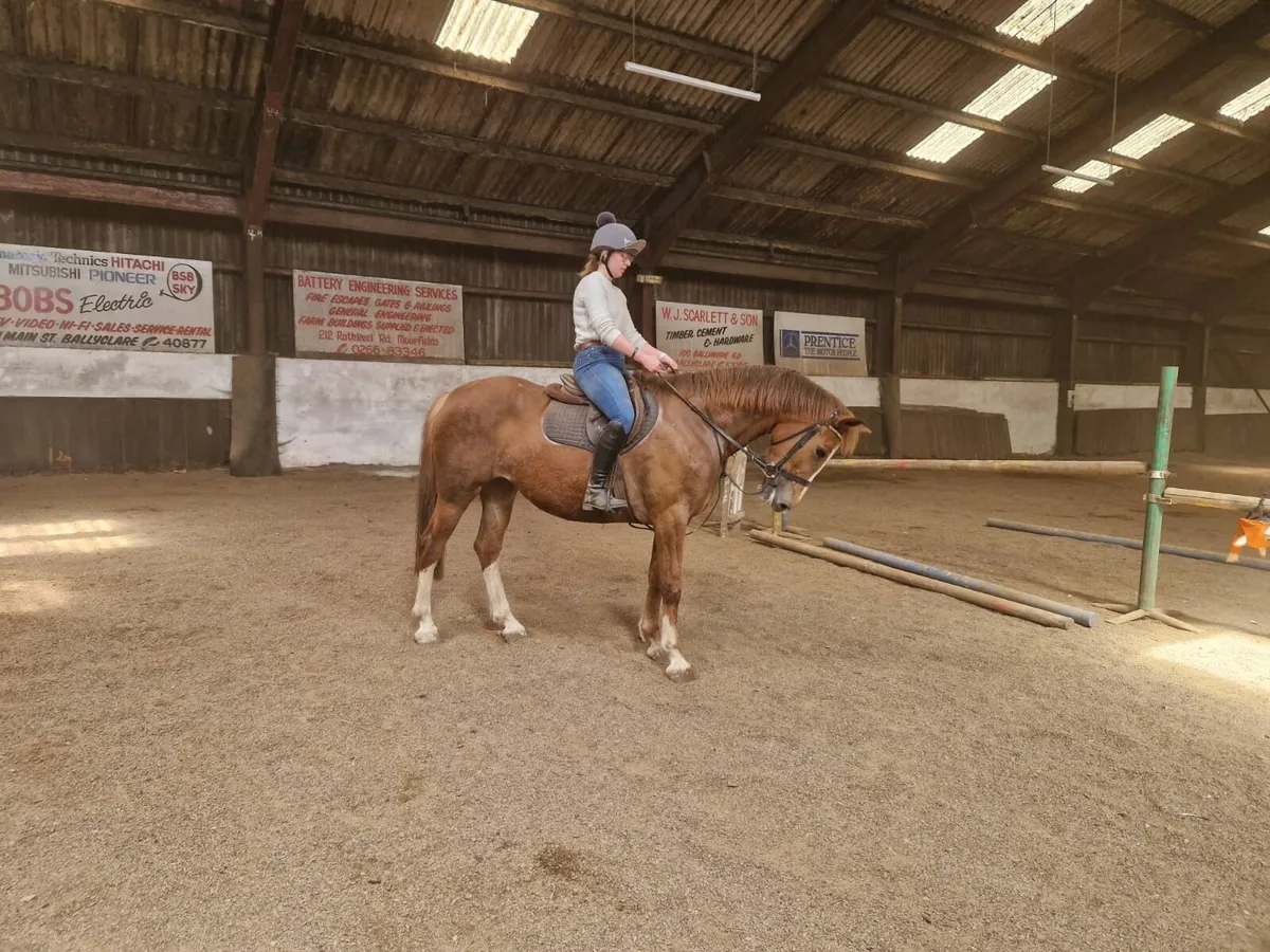 Mare Irish Sport Horse Osmium x Munie Survivor - Image 1