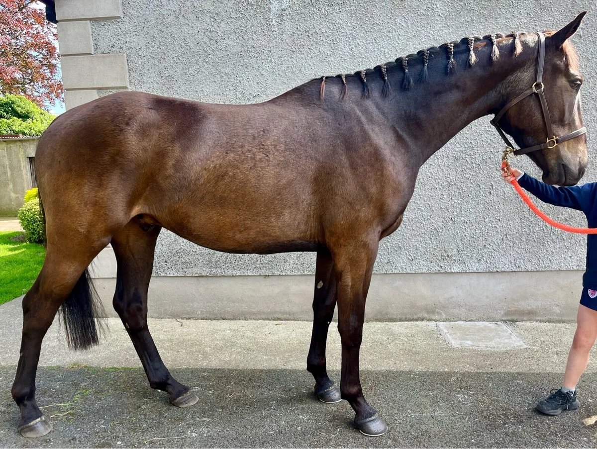 Quality 3 year old ISH gelding - Image 1