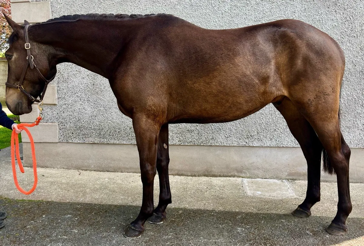 Quality 3 year old ISH gelding - Image 2