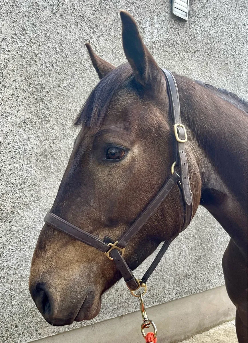 Quality 3 year old ISH gelding - Image 3