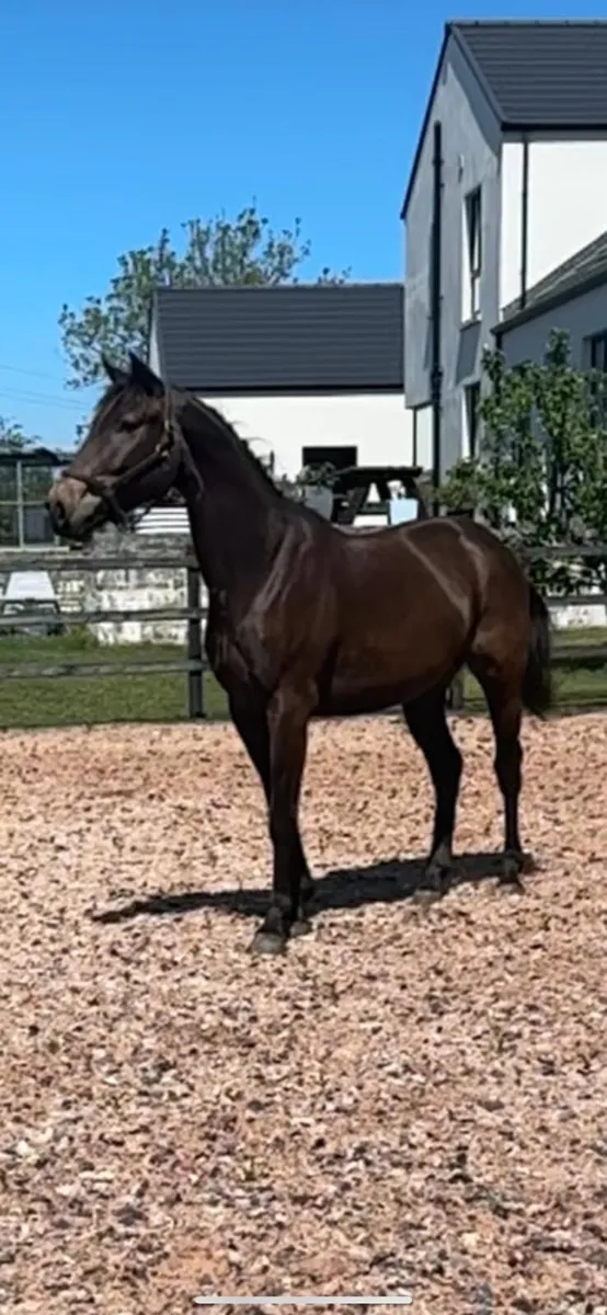 Quality 3 year old ISH gelding - Image 4