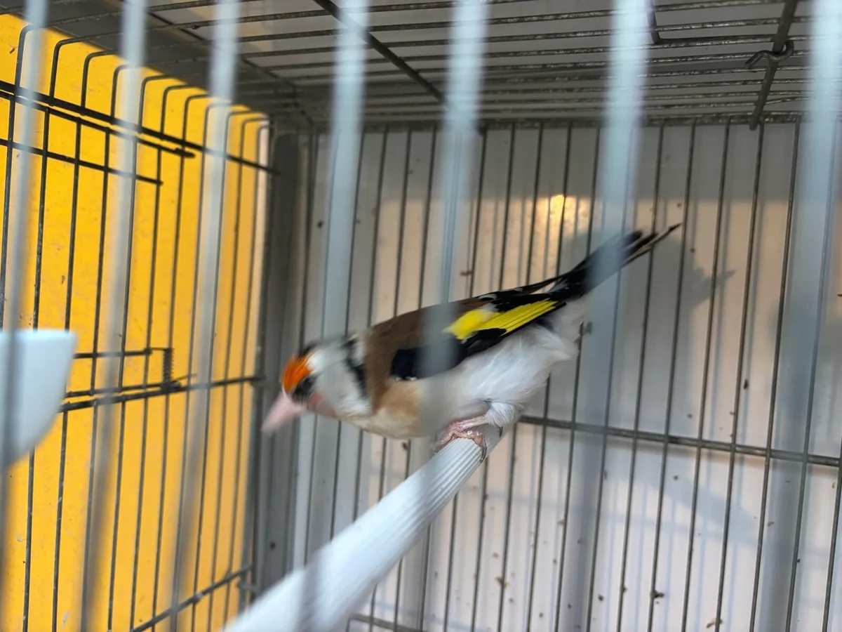 Finches - Image 1