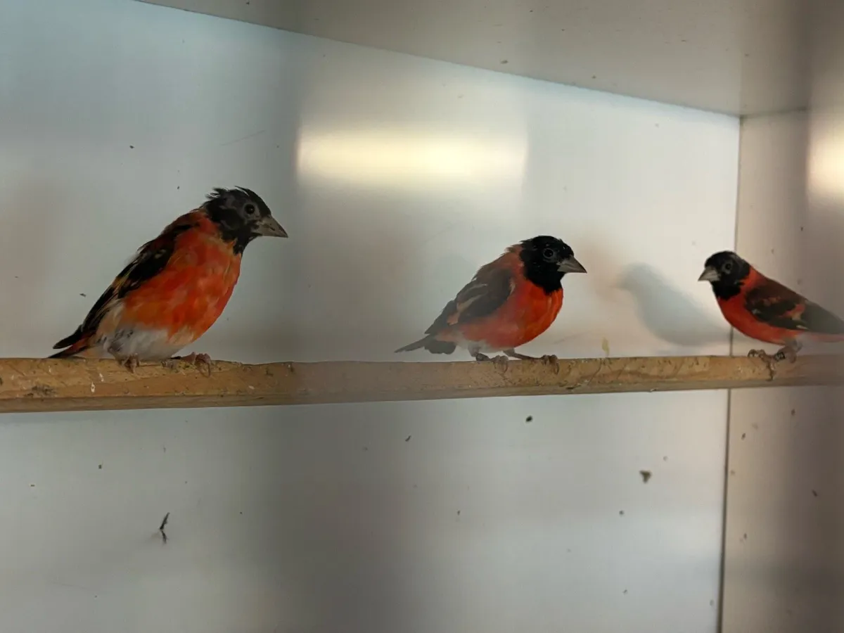 Finches - Image 4