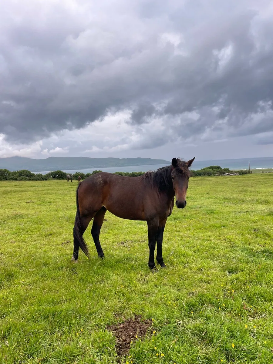 Unbroken 148cm geldings - Image 2
