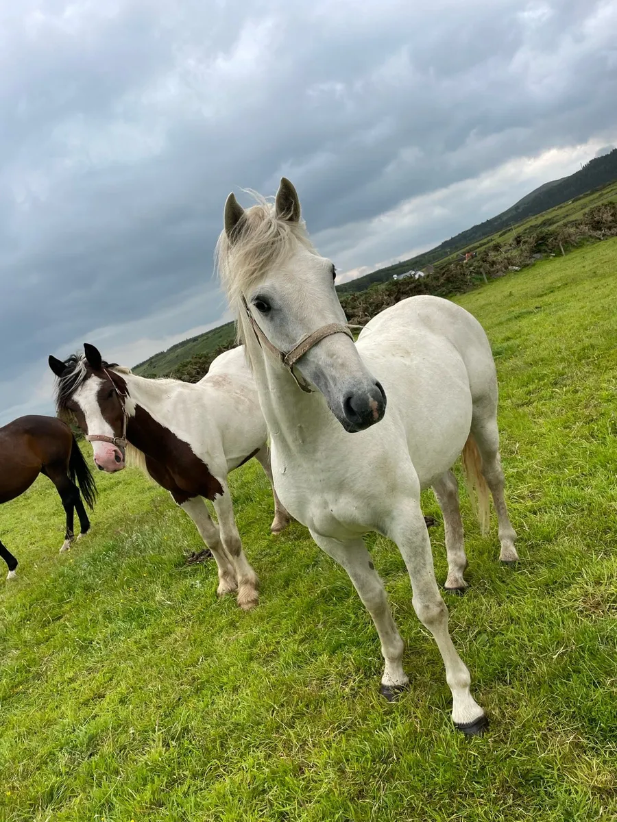 Unbroken 148cm geldings - Image 3