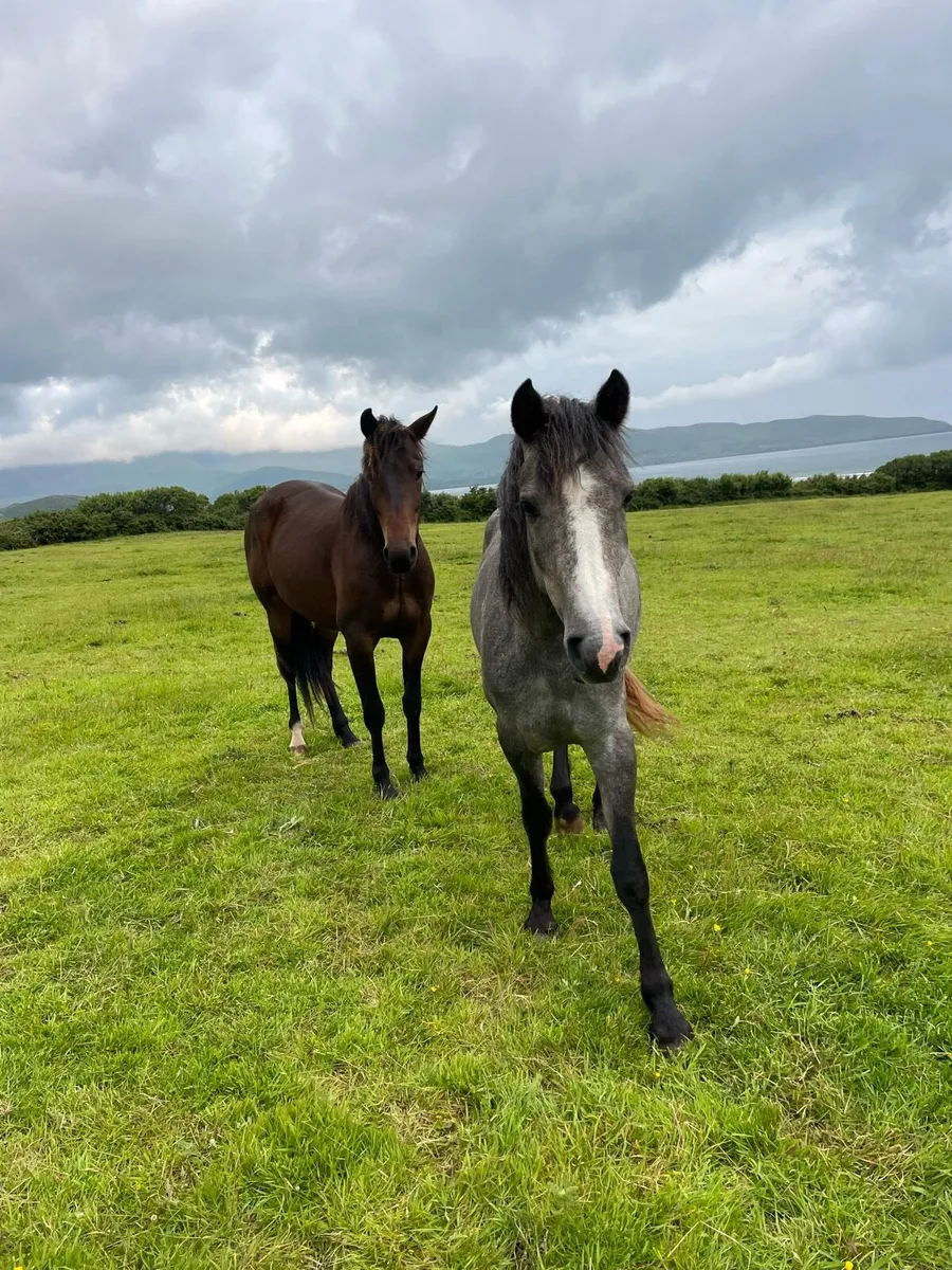 Unbroken 148cm geldings - Image 1