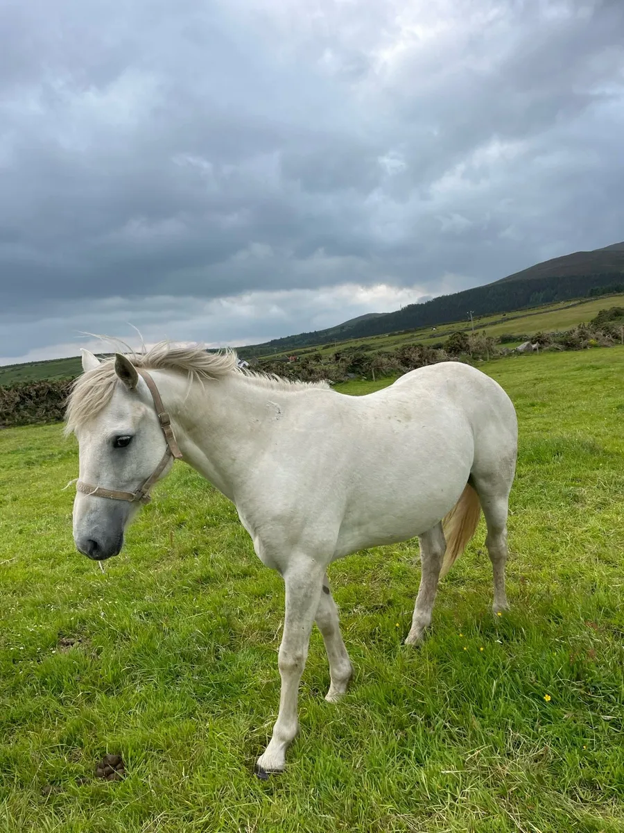 Unbroken 148cm geldings - Image 4