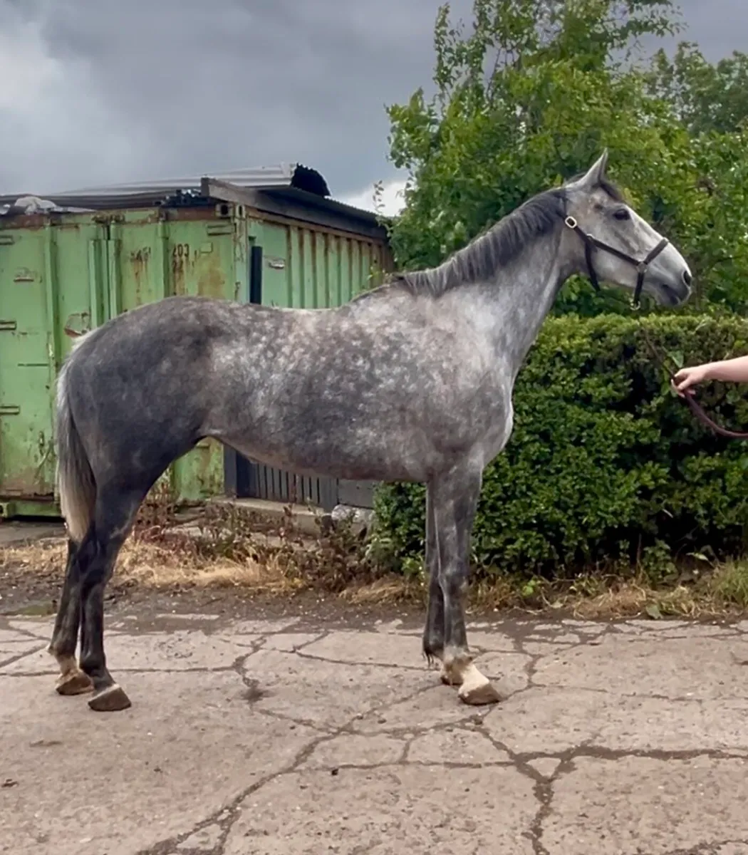 Stunning mare - Image 1