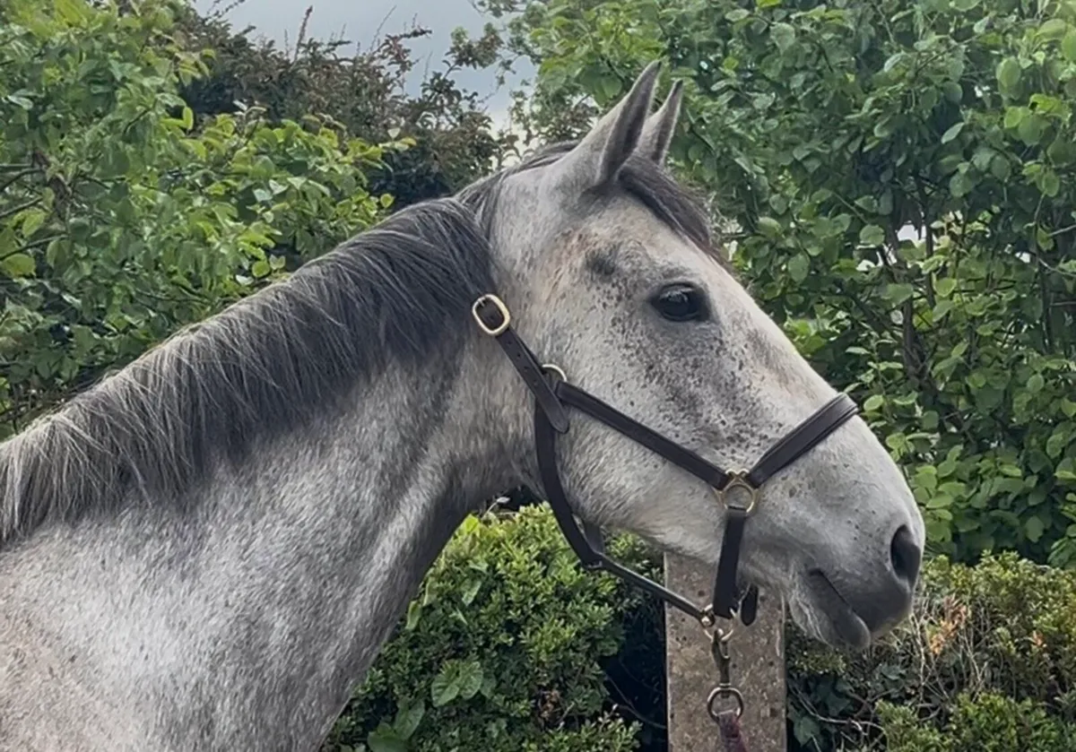 Stunning mare - Image 2