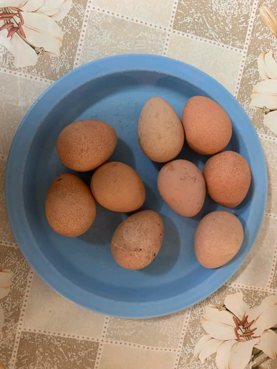 Eggs