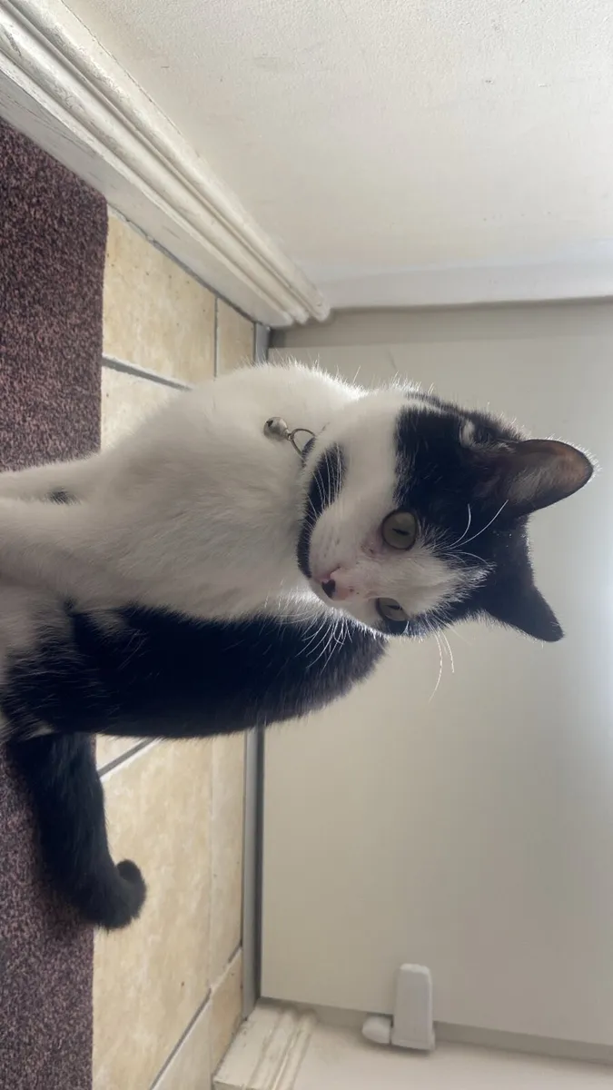 Cat for rehoming - Image 1