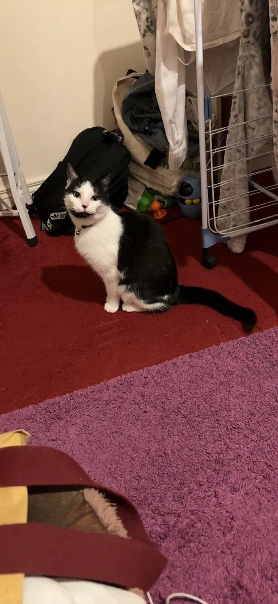 Cat for rehoming - Image 2