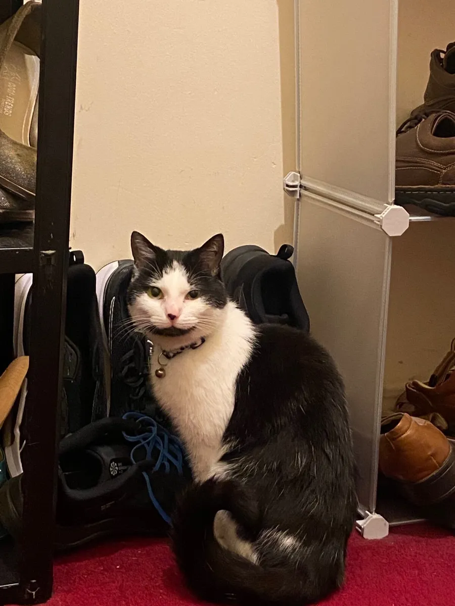 Cat for rehoming - Image 3