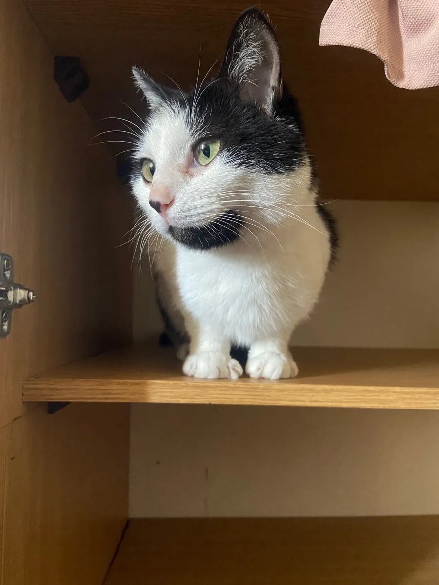 Cat for rehoming - Image 4