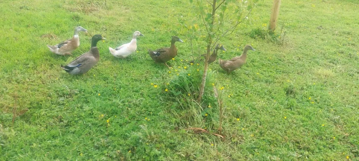 Ducks - Image 2
