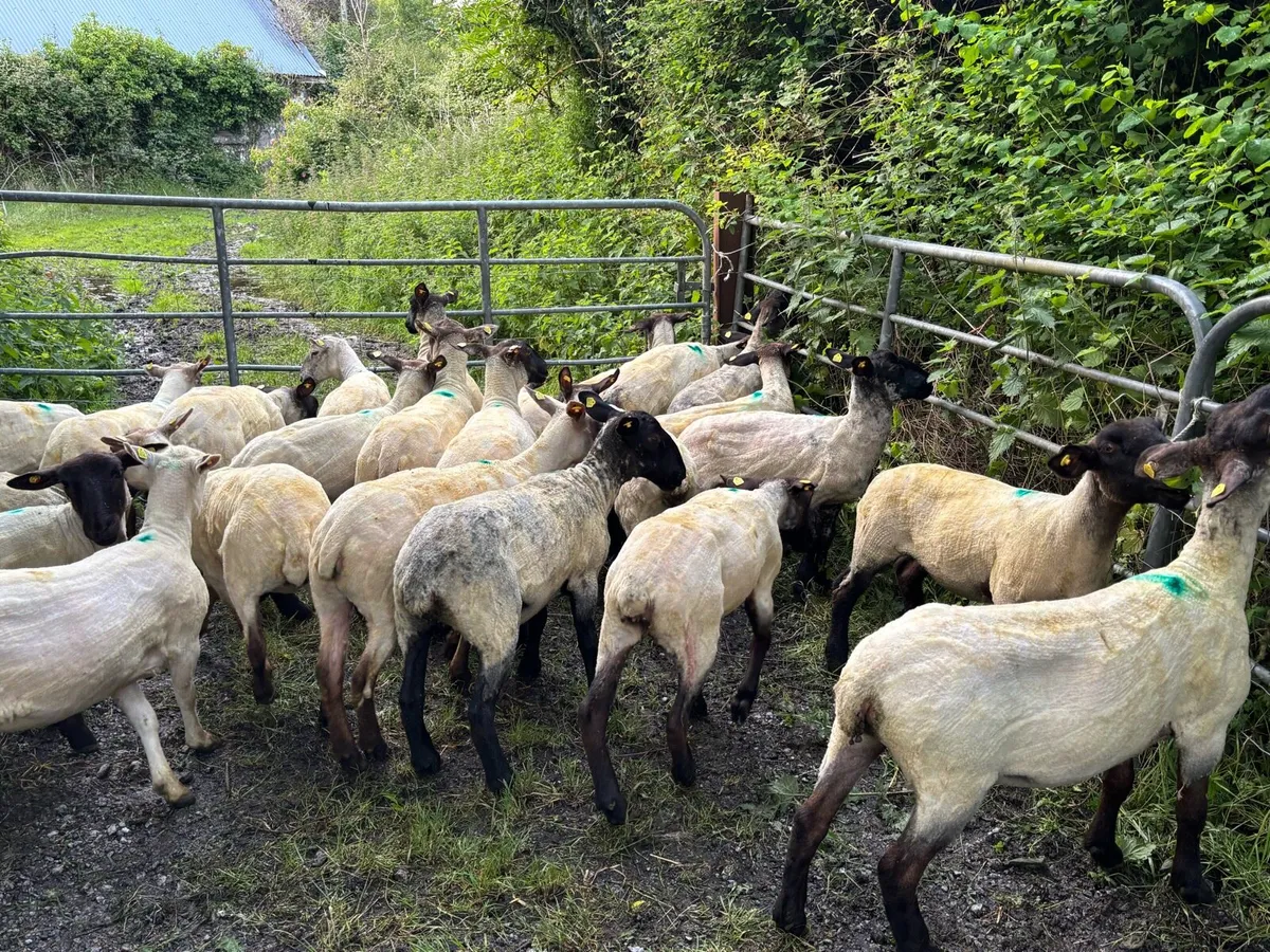 Organic Suffolk Ewe Hoggets - Image 1