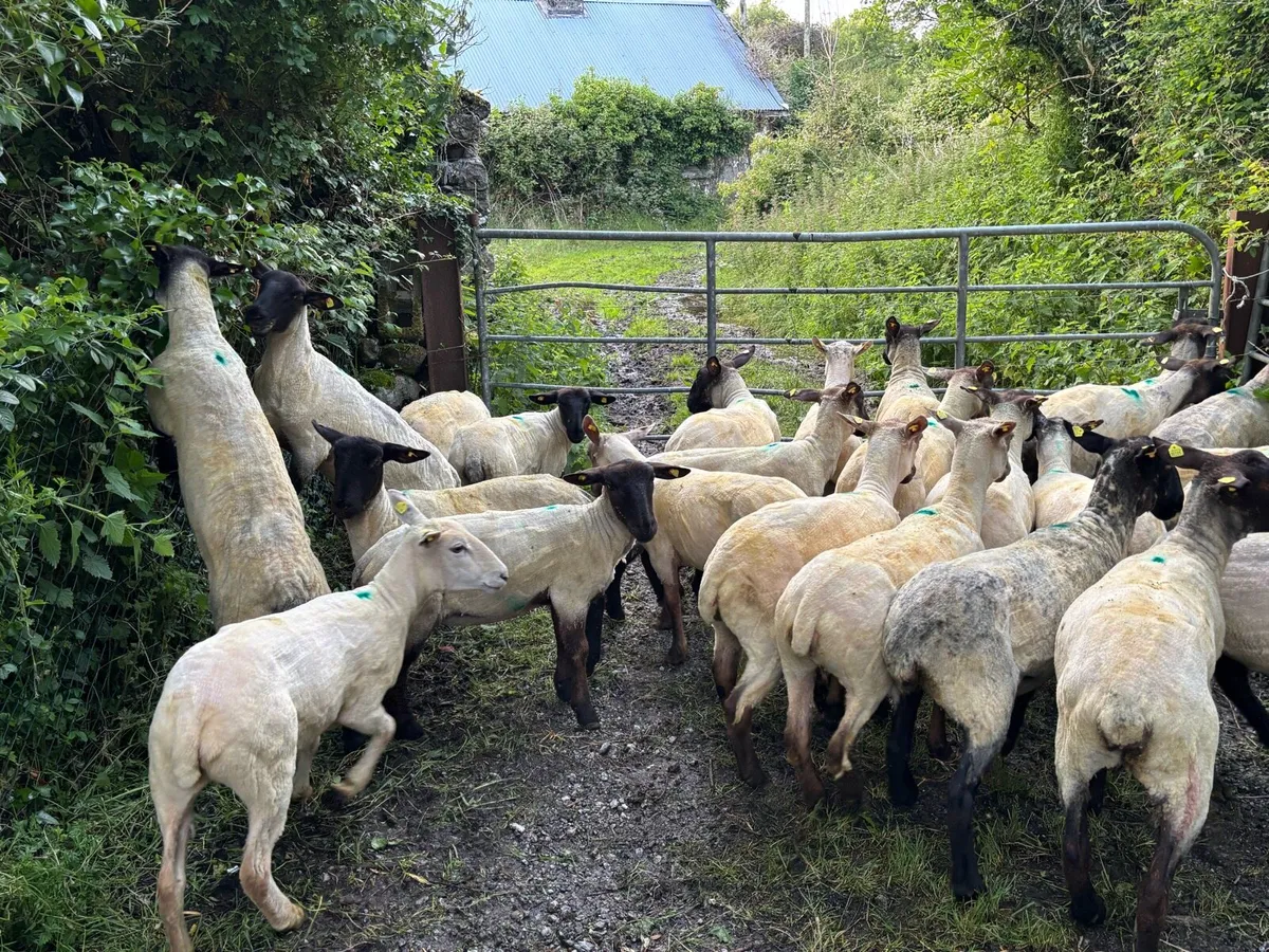 Organic Suffolk Ewe Hoggets - Image 2